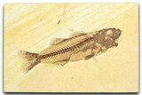 Uncommon Juvenile Fish Fossil (Mioplosus) - Wyoming #360687-1